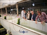 ضرورت فعالیت واحدهای کوچک پرورش ماهیان زینتی در قالب تعاونی